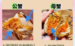 螃蟹公母分开养殖技术如何高效实施？
