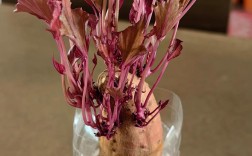 紫薯高产栽培技术视频，如何实现高产？