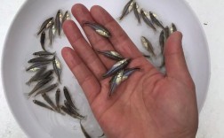 加州鲈鱼鱼苗如何高效养殖？