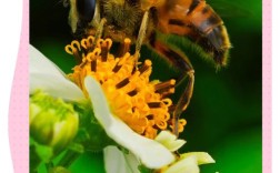 蜜蜂采蜜的品种有哪些？