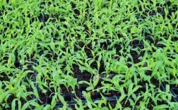 水果玉米育苗视频，关键技术有哪些？