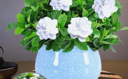 哪种栀子花最好养活？