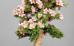 适合家养的杜鹃花品种