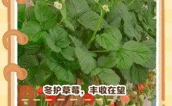 草莓冬天栽培及管理技术