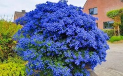 美洲茶的品种有哪些