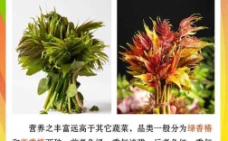 香椿变异新品种邓志勇有何独特优势？