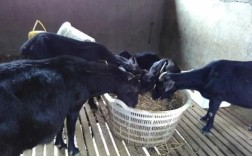 怀孕山羊咋养？管理技术有哪些要点？