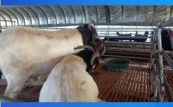 去哪能买到好品种山羊