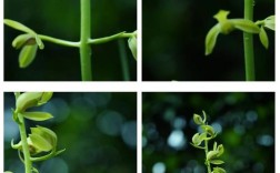 最耐寒蕙兰品种有哪些？