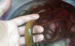 广东黄鳝求购价多少？