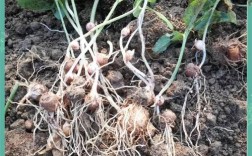 2025年半夏价格会涨还是跌？