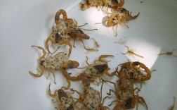 蝎子药材市场收购价多少？