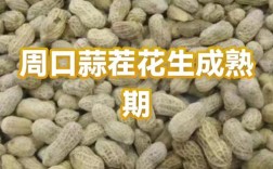 周口花生价格现在多少钱一斤？