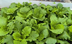 春季露地白菜怎么种才高产？