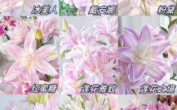 哪种百合开花量最多？