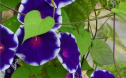 大牵牛花到底有哪几种品种？