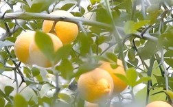 什么品种橘子树有刺？