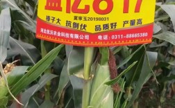 河南817今日价格多少？