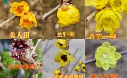 梅花品种多，常见有哪些？