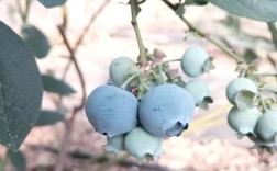 兔眼蓝莓有哪些品种？