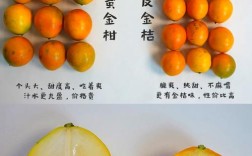 金桔所有品种都能吃吗？