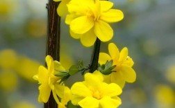 迎春花品种有多少？图片能分清吗？