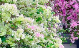 绿白色三角梅品种是什么？