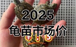 2025年头盔龟苗价格会涨还是跌？