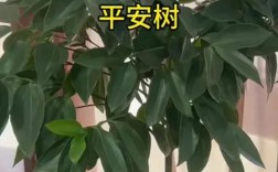 平安树常见品种有哪些？