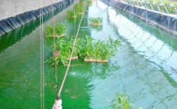 哪里学泥鳅养殖技术最靠谱？