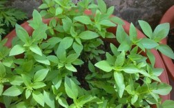 金不换植物品种有哪些？