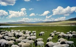 新疆适合养什么品种羊？
