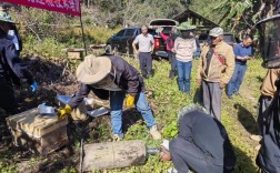 中蜂过箱技术有哪些关键步骤？