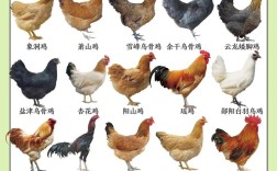 四川土鸡品种有哪些？