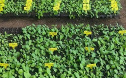 露地越冬蔬菜，哪些品种能安全过冬？