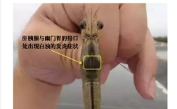 南美白对虾混养技术要点有哪些？