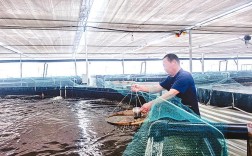 春季大棚养对虾，关键技术有哪些？