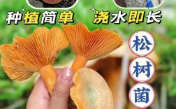 松树菌种如何人工高效培育？