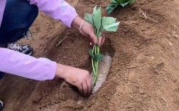 红山药种植技术视频，关键步骤有哪些？