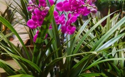 不同兰花品种开花有何差异？