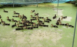 生态鸭养殖视频，关键技术点有哪些？