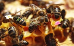 开封夏季蜜蜂咋管理？