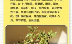 栀子花品种有多少种？