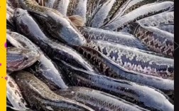 黑鱼养殖技术要点有哪些？