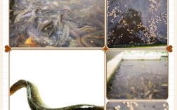 裕农世纪泥鳅养殖技术有何核心优势？