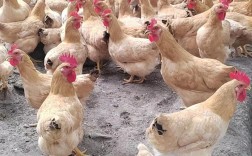 土鸡什么品种好卖又赚钱？