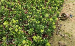 罗汉松盆栽苗怎么选品种？