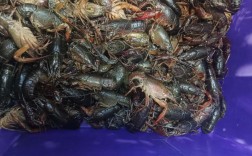 2025小龙虾养殖技术，如何实现高效低成本？