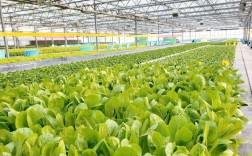大棚早春白菜咋种才高产？