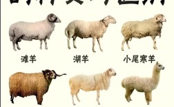 绵羊十大品种，哪种最适合养殖？